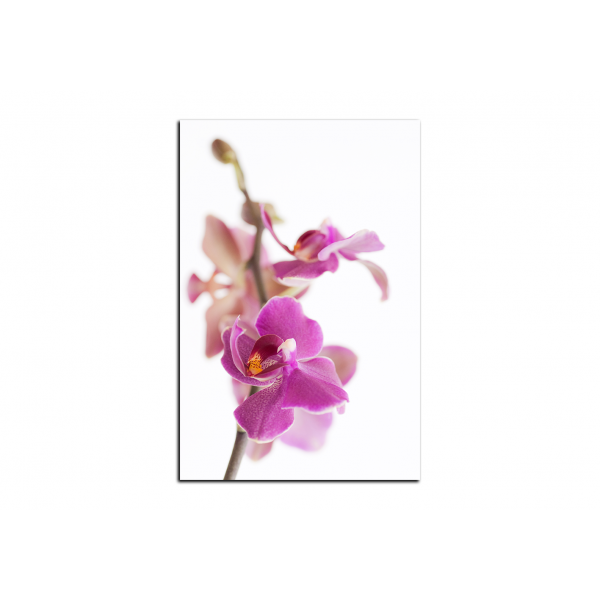 Obraz na plátně - Orchidej květ izolována na bílém pozadí - obdélník